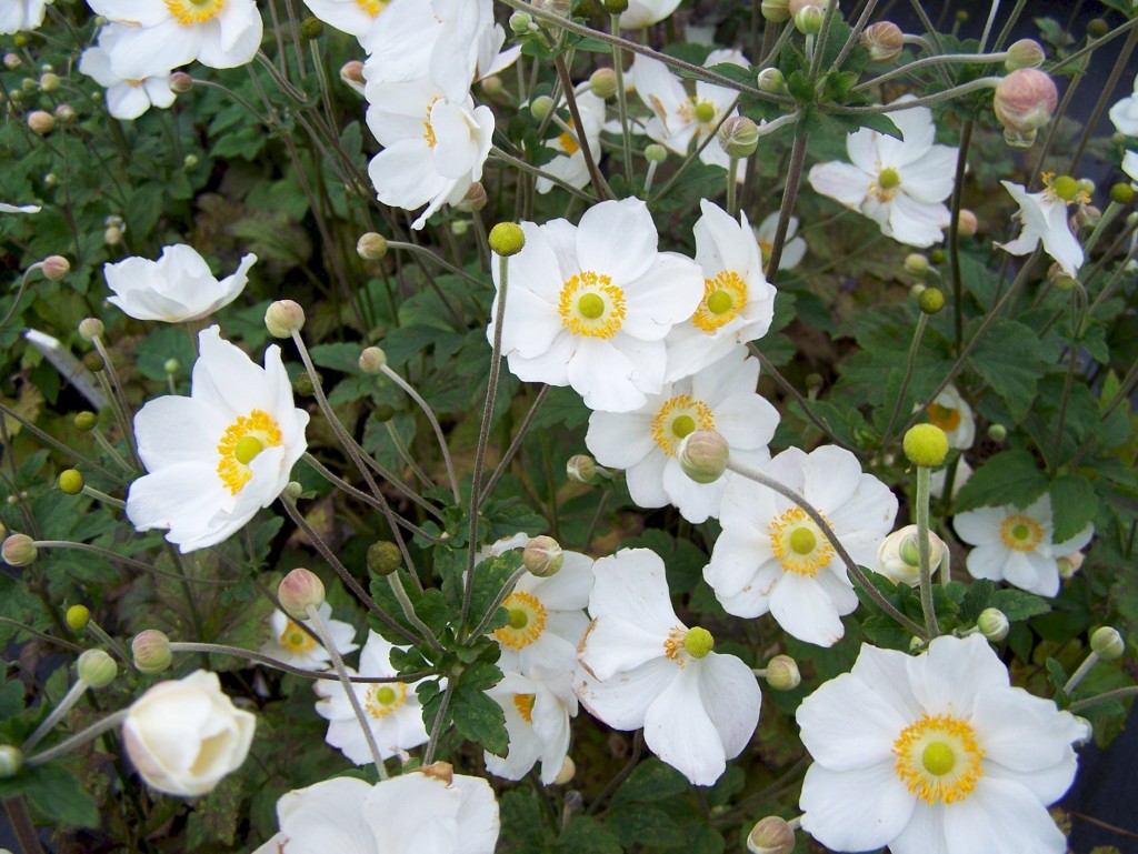 Vit höstanemon med stora, vackra blommor.
