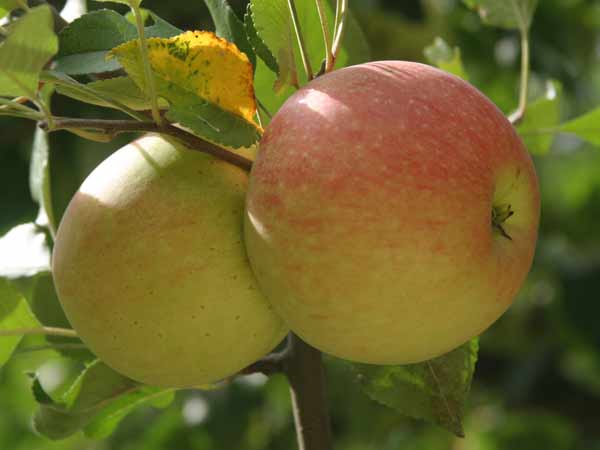 Mognande äpplen av höstsorten James Grieve.