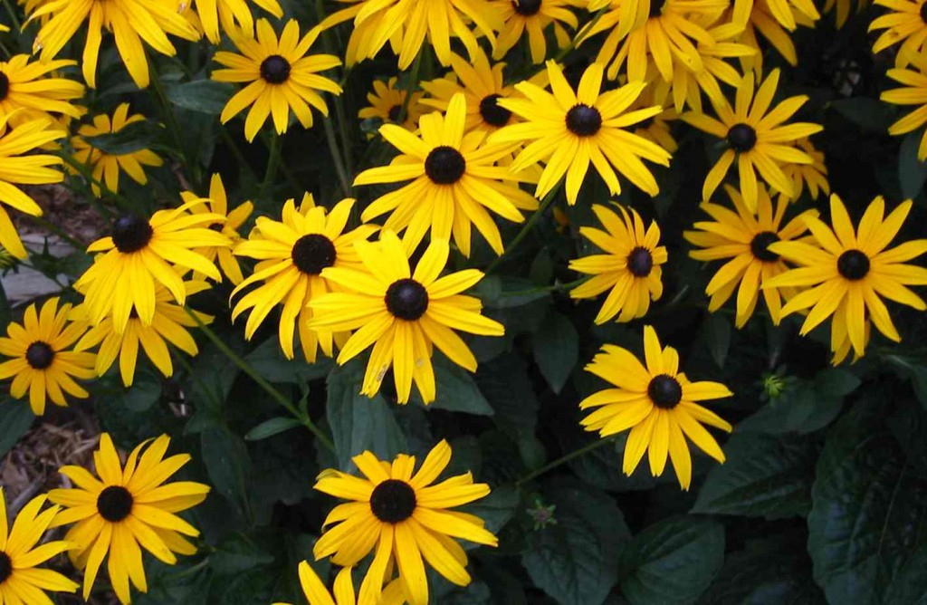Den granngula rudbeckian Goldsturm piggar upp i höstmörkret.