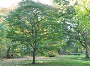 Japanska trädet zelkova blir nästan lika bred som hög.