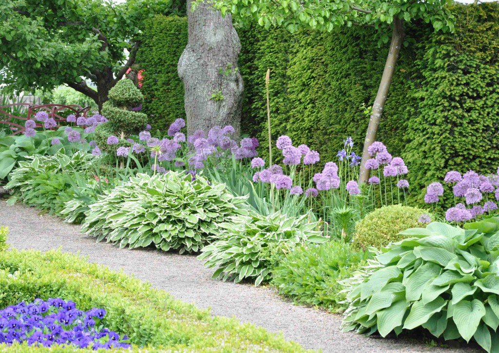 De lila bollarna från jättelöken Allium fungerar avskräckande på sork.