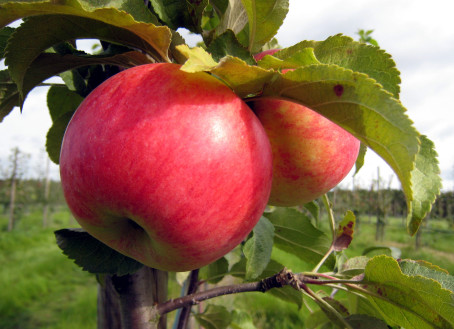 Strimmiga äpplen på äppleträdet Fredrik.