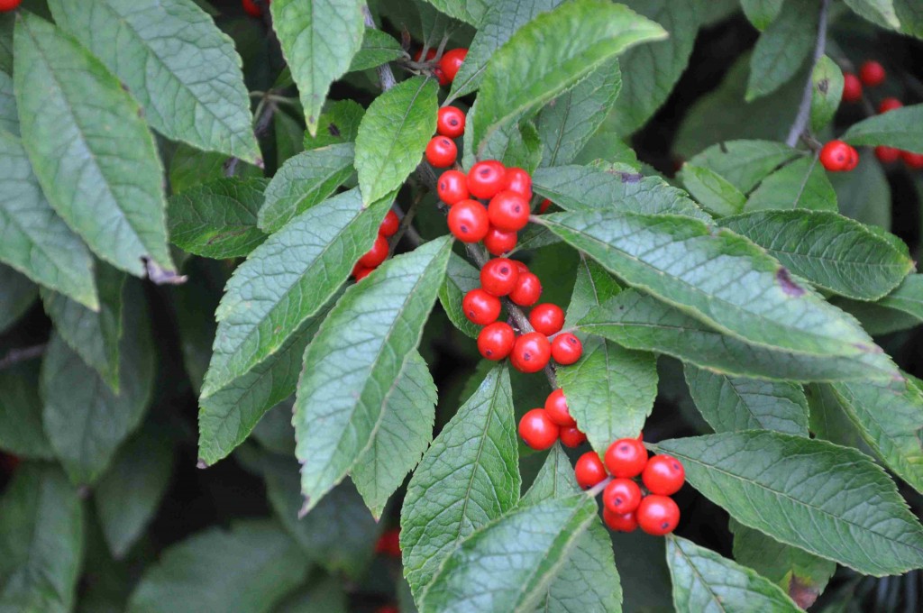 Den vackra busken Ilex verticillata har stadiga och mörkt gröna blad.