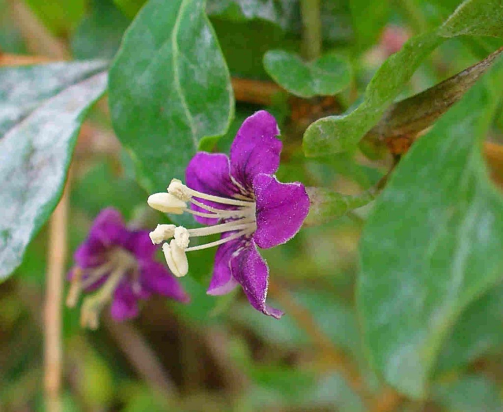 Blomman hos gojibäret är lila och liknar en potatisblomma.