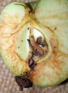 Äppelvecklarens larv äter sig in i äpplet och sprider sin illasmakande avföring.