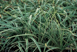 Vitbrokiga gräset japansk starr planteras ofta i krukor.