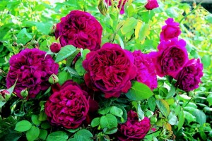 Den mörkaste purpurblåvioletta blomfärg har rosen William Shakespeare.