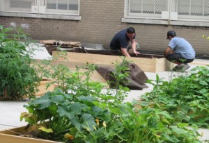 Nyanläggning av odlingsbäddar vid en stadsodling i Brooklyn.