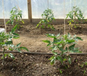 Tomatplantorna binds upp med hängande snören.