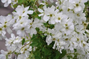 Pärlbusken har pärlliknande runda knoppar som utvecklas till stora vita blommor i täta klasar.
