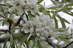 Smala, silvriga blad och stora vita blommor i klase har silverpäron.
