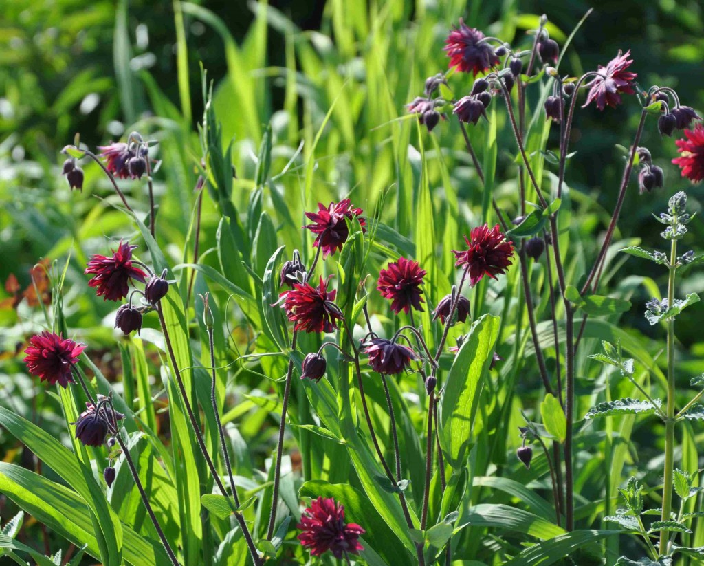 Black Barlow är en akleja med dubbla, purpurröda-svarta blommor.