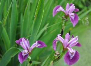 Irissläktet består av ca 300 arter med helt olika utseende och växtförhållanden.