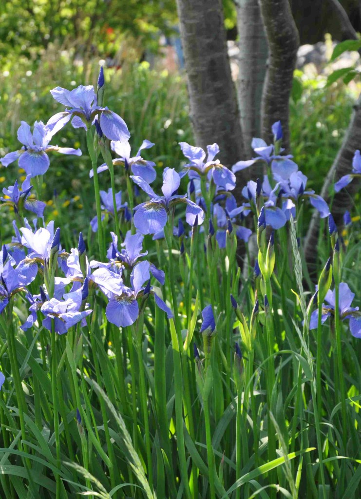 Iris är en underbar perenn som trivs på soliga växtplatser.