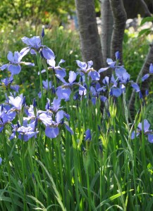 Irisar är underbara, långlivade perenner.