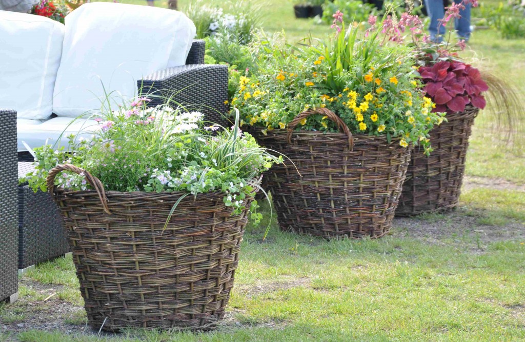 Sommarblommor planterade i pilekorgar kan flyttas runt i trädgården efter behov.