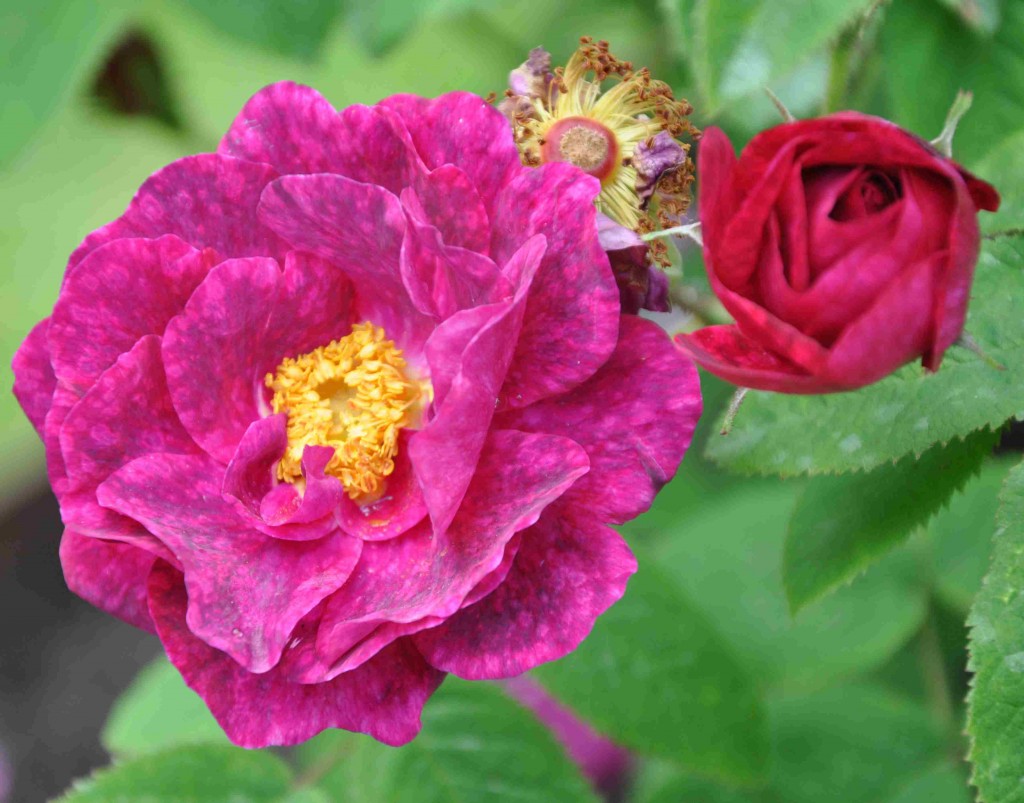 De melerade kronbladen hos rosen Alain Blanchard ger den ett alldeles speciellt utseende på nära håll.