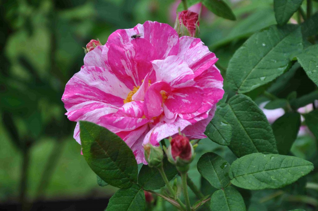 Polkagrisrosen Rosa Mundi är troligtvis en sport av Rosa 'Officinalis'.