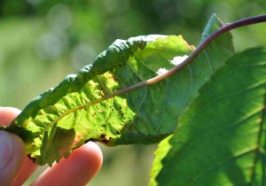 Körsbärsbladlusen är en liten, svartglänsande skalbagge som krullar ihop bladen.