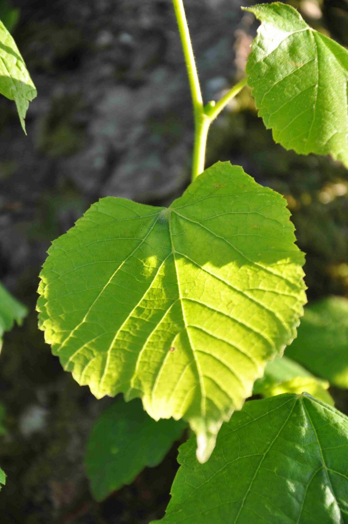 Lindens löv varierar mycket i storlek från små och nätta äldre blad hos skogslinden till enormt stora på årsskott.