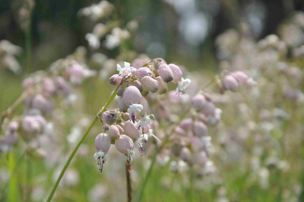 På något friskare mark växer smällglim som blommar i juli.