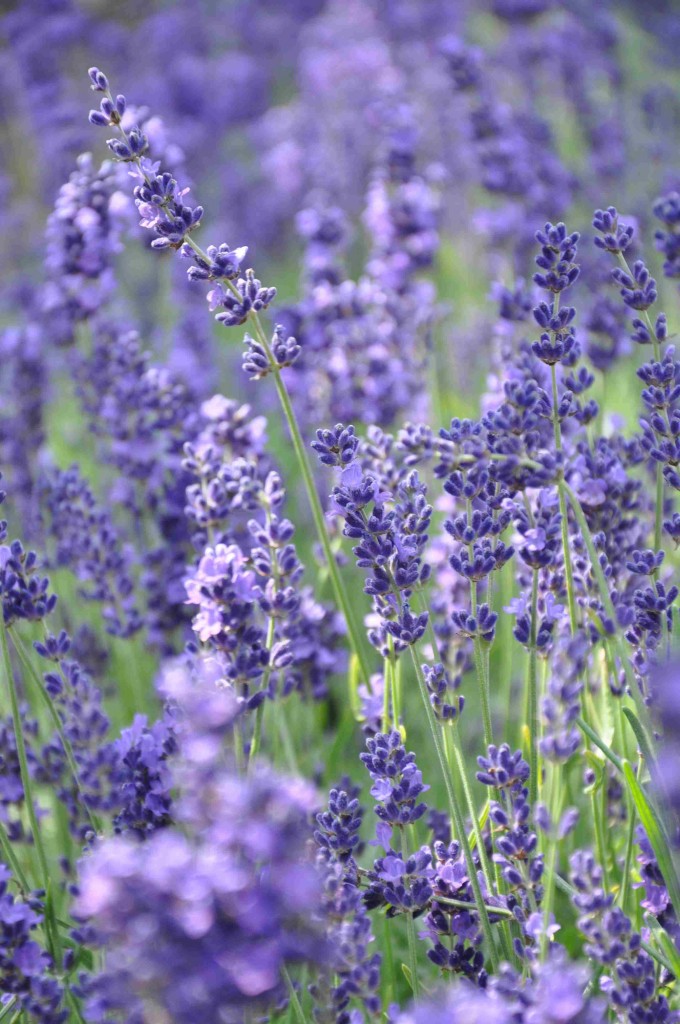 Mörkt blå lavendel med en underbar doft av medelhav.