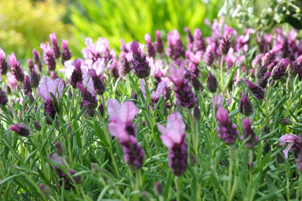 Rosa skärmlavendel är förtjusande, men dessvärre dåligt härdig.