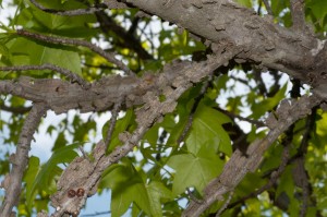 Ambraträdets bark är starkt fårad och grå med kraftiga korklister.