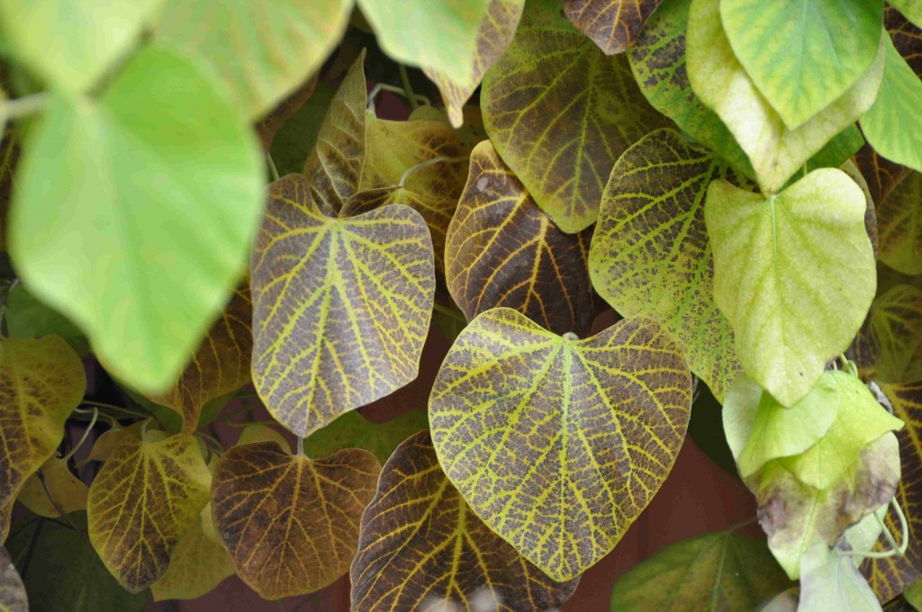 Om hösten färgas piprankans blad i ett nätformigt brunt mönster.