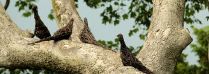 En flock duvor i pil sitter uppkrupna i trädet.