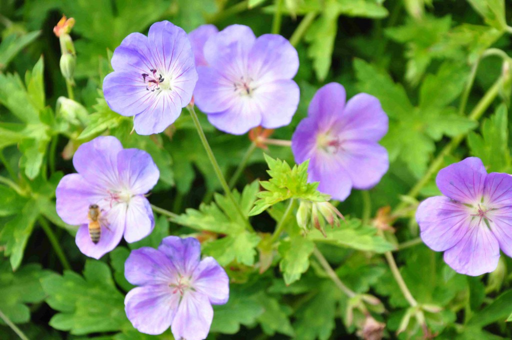 Nävan 'Rozanne' är korad till århundradets perenn för sina utmärkta egenskaper och stora blomvillighet.