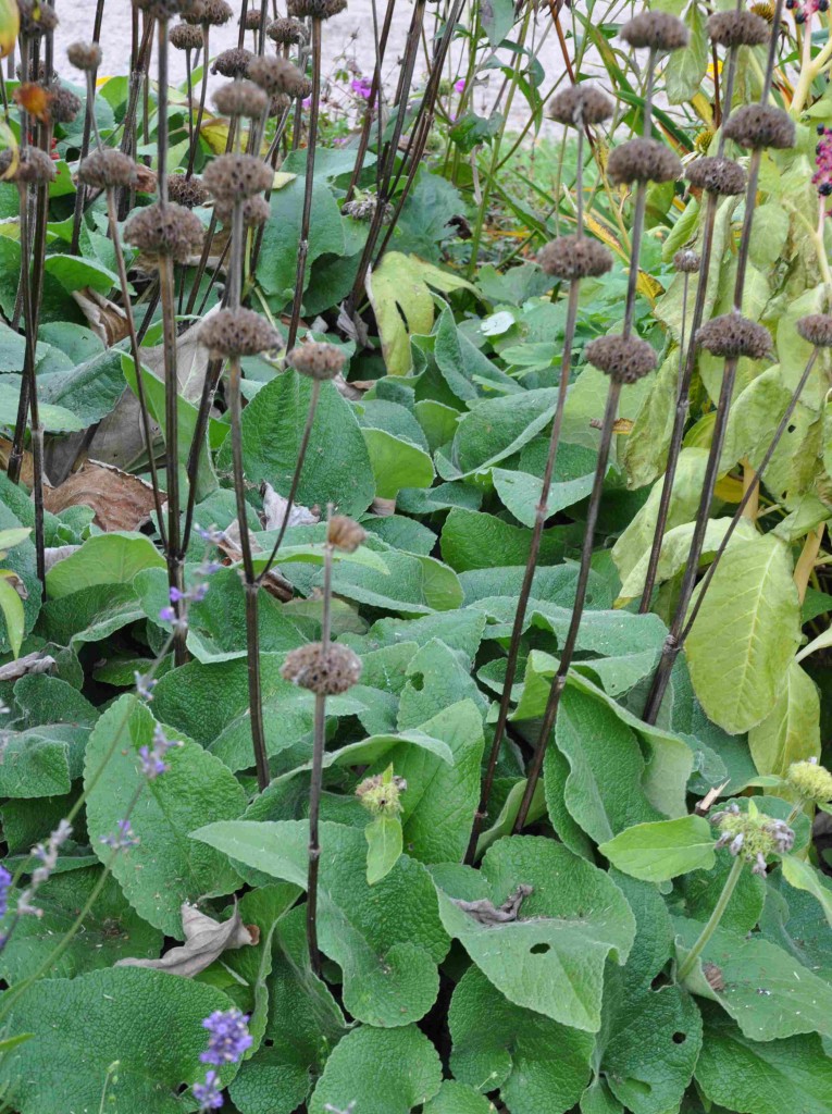Gul lejonsvans har fröställningar i krans med flera våningar längs blomstjälken.