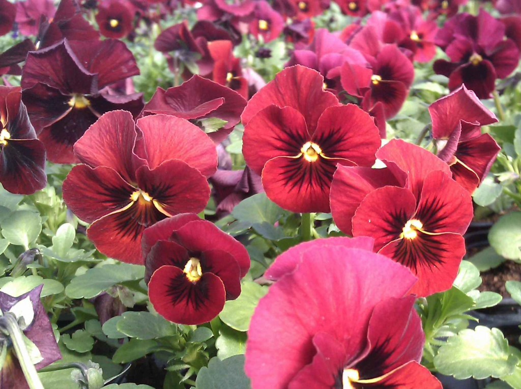 Underbara penséer är numera våra första vårblommor – Greenspire ...