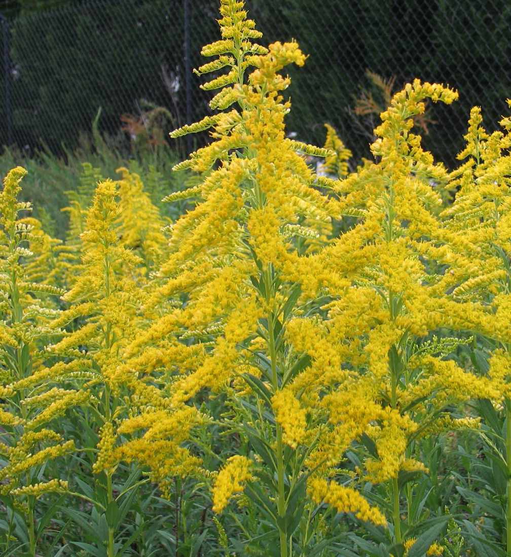 Solidago Canadensis – Greenspire Trädgårdskonsult