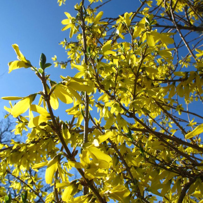 forsythia – Greenspire Trädgårdskonsult