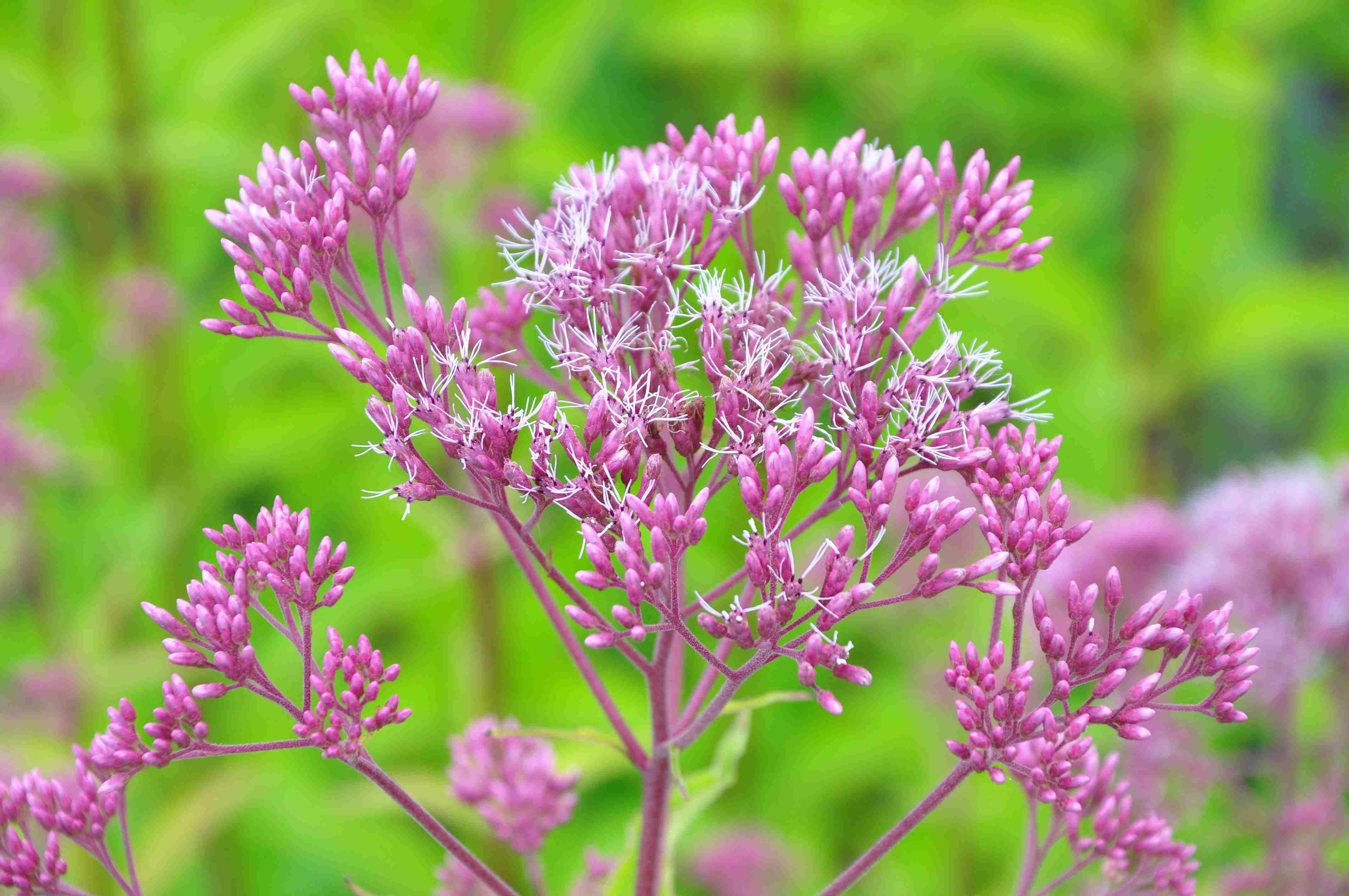 Eupatorium maculatum ’Atropurpureum’ – Greenspire Trädgårdskonsult