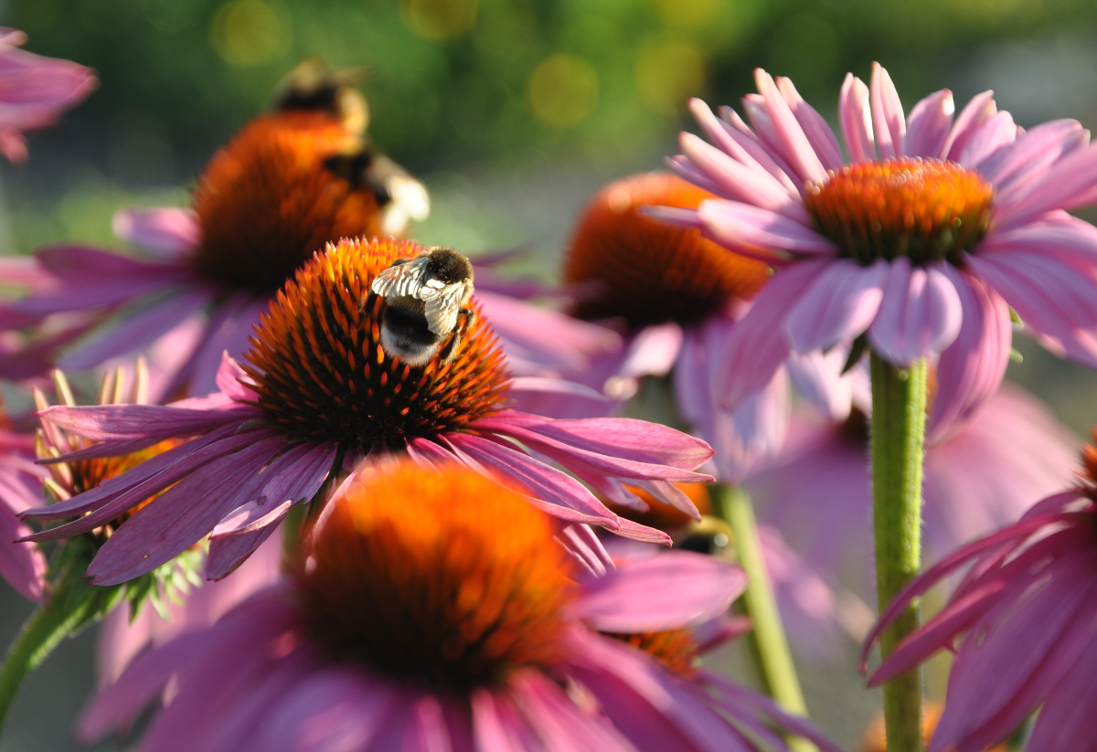 Småfräcka rudbeckian glöder i höstrabatt – Greenspire Trädgårdskonsult